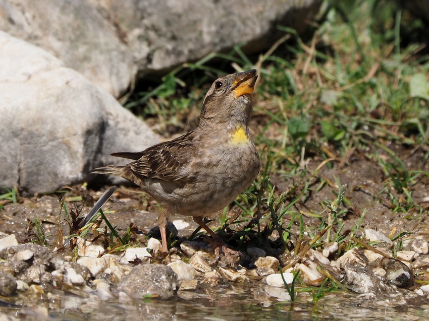 Passera lagia (Petronia petronia)